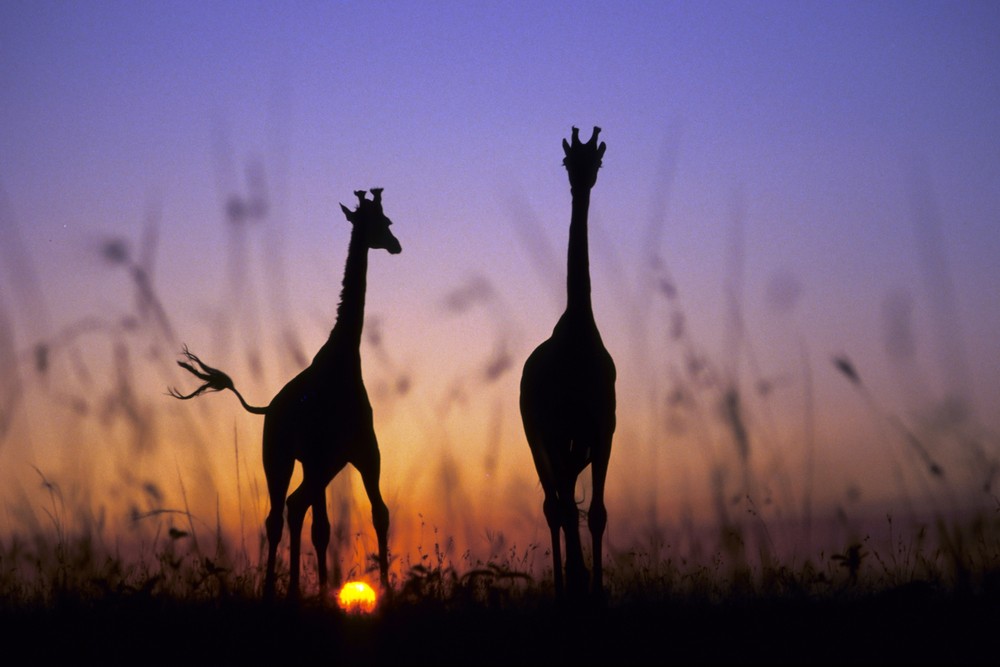 Masai Mara Game Reserve_Kenya_Ost-Afrika