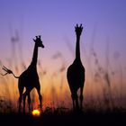 Masai Mara Game Reserve_Kenya_Ost-Afrika