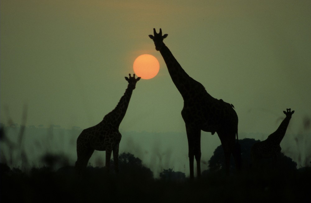 Masai Mara Game Reserve_Kenya_Ost-Afrika