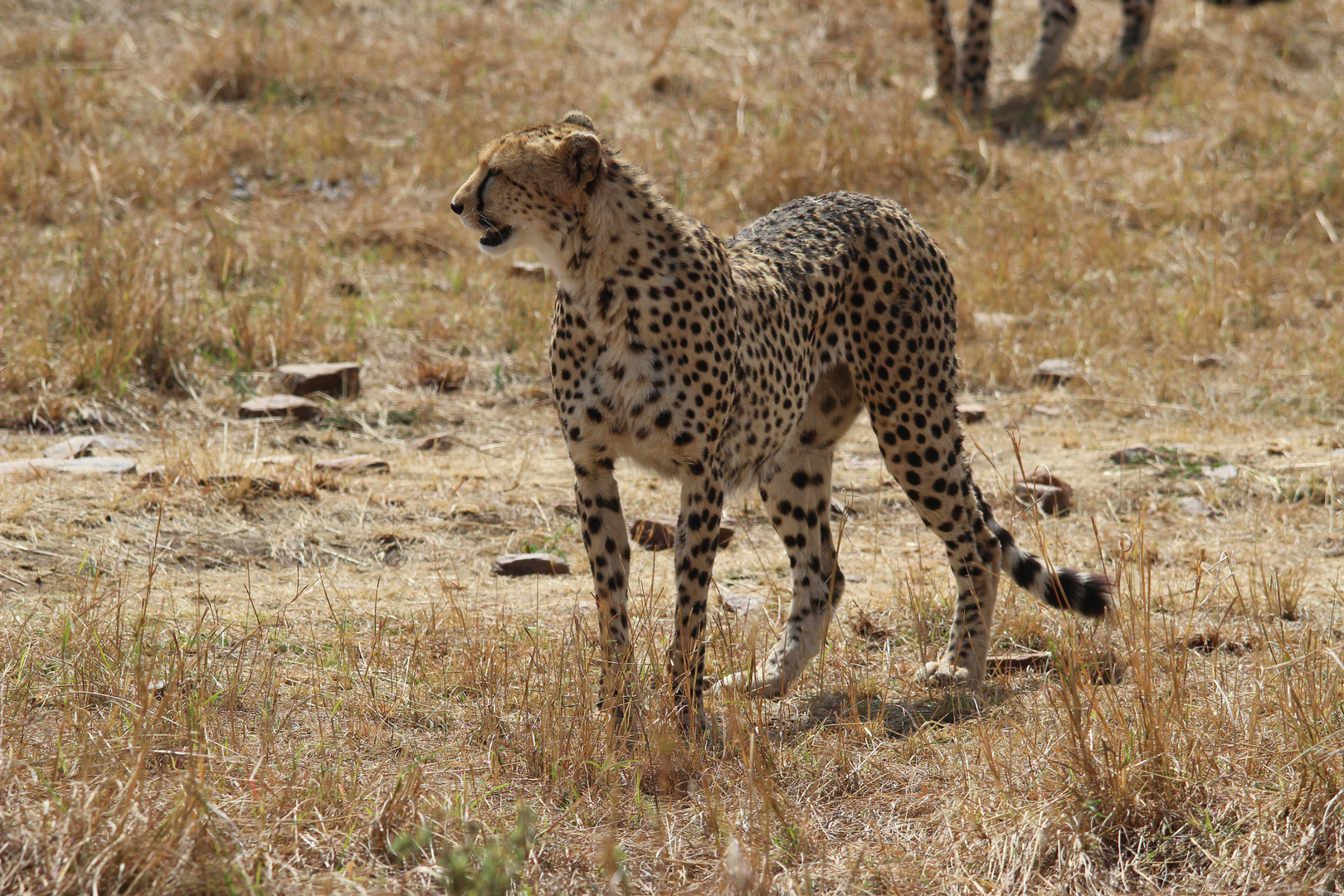 Masai Mara -Geparden