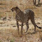 Masai Mara -Geparden