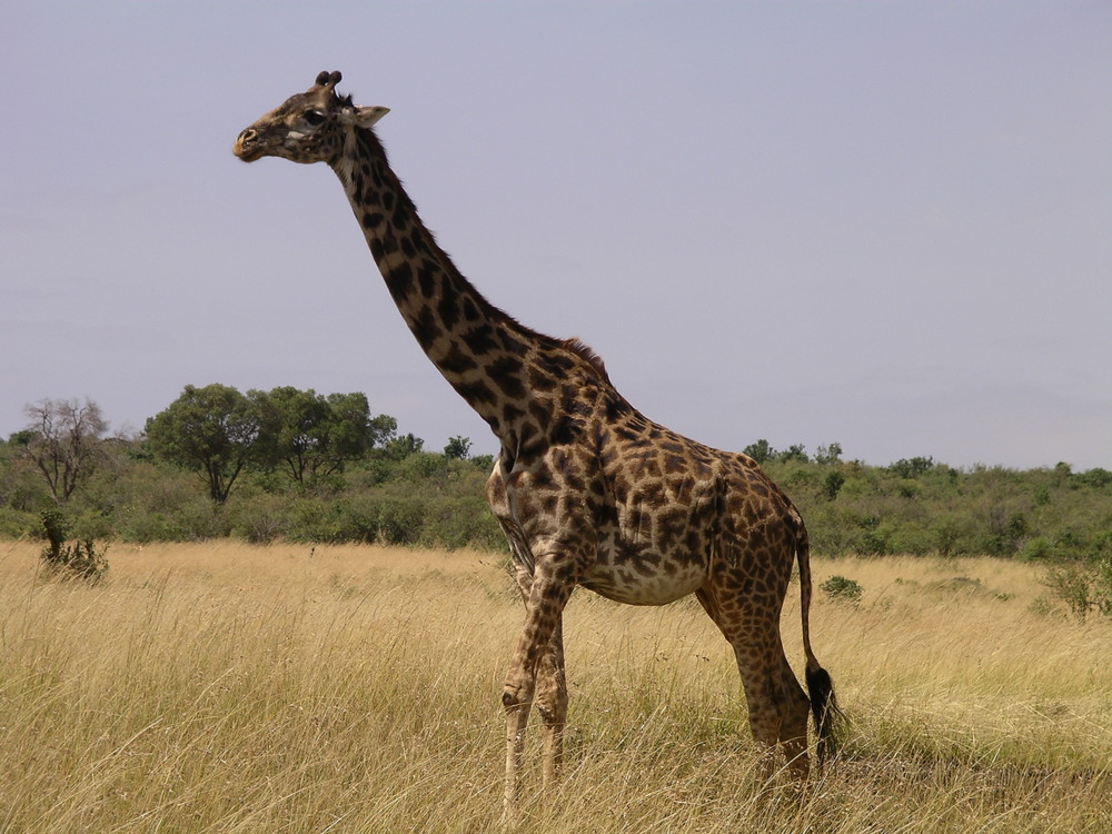 Masai Mara- Giraffe