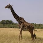 Masai Mara- Giraffe