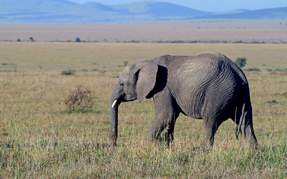 Masai Mara II