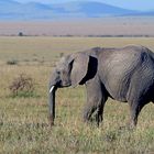 Masai Mara II