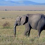 Masai Mara II