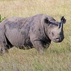 Masai Mara III