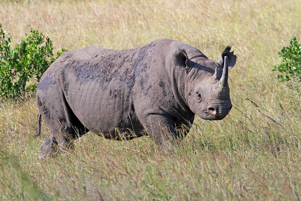 Masai Mara III