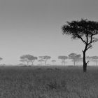 Masai Mara im Regen