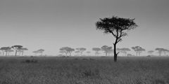 Masai Mara im Regen