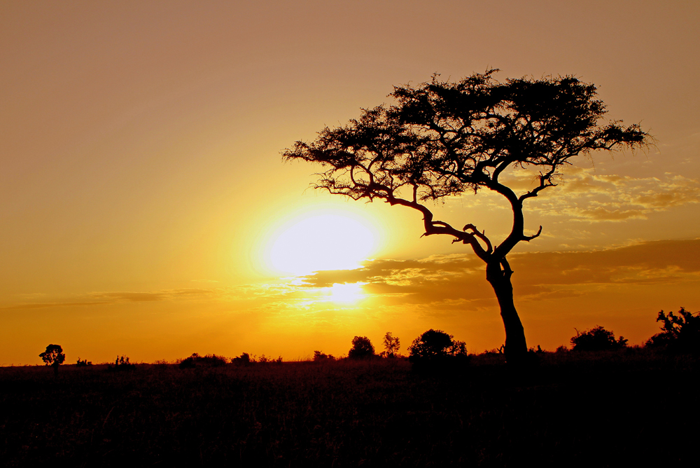 Masai Mara IX