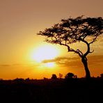 Masai Mara IX