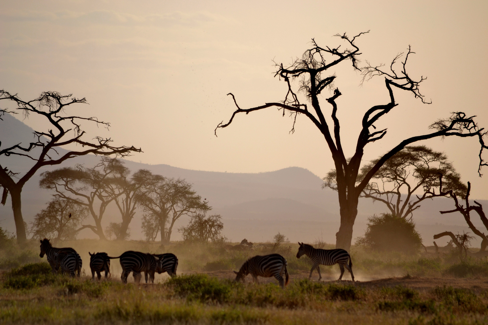 Masai Mara - Kenia