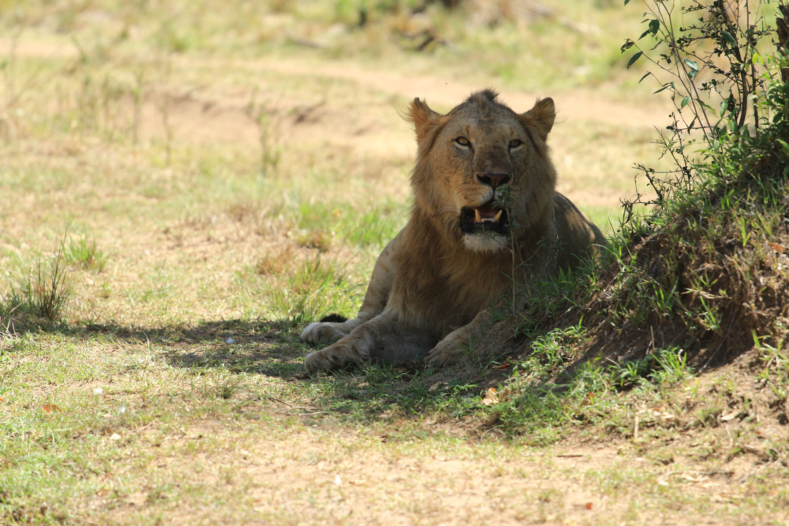 Masai Mara Kenya 2017/2