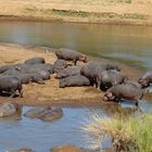 Masai Mara Kenya 2017/3