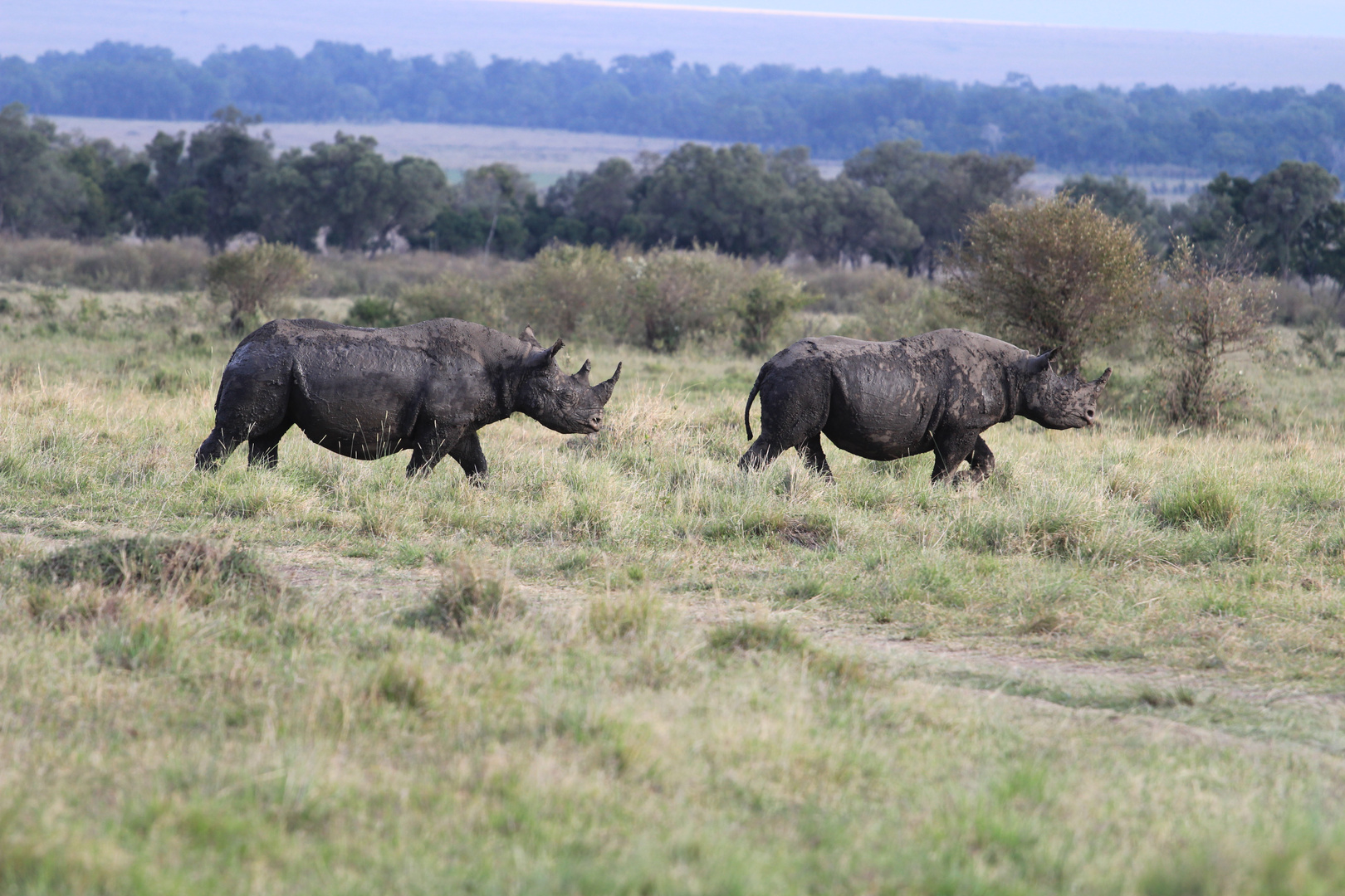 Masai Mara Kenya 2017/4