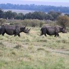 Masai Mara Kenya 2017/4