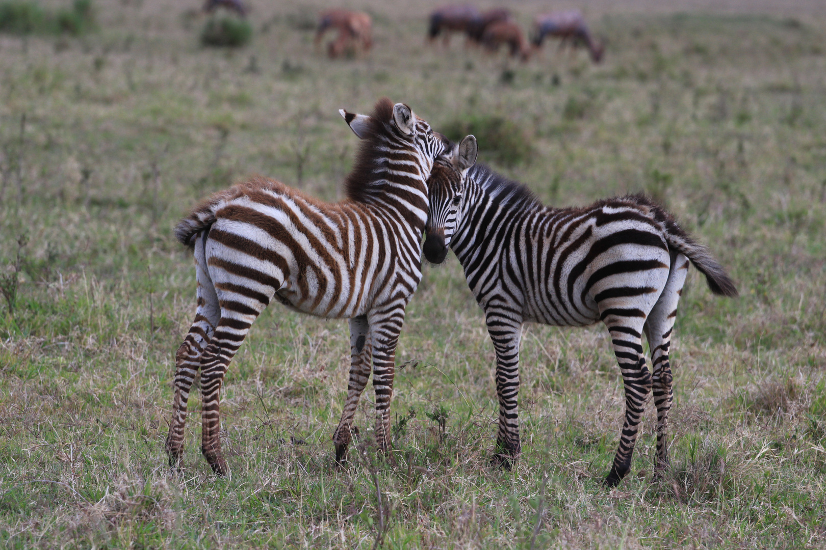 Masai Mara Kenya 2017/5