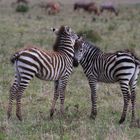 Masai Mara Kenya 2017/5