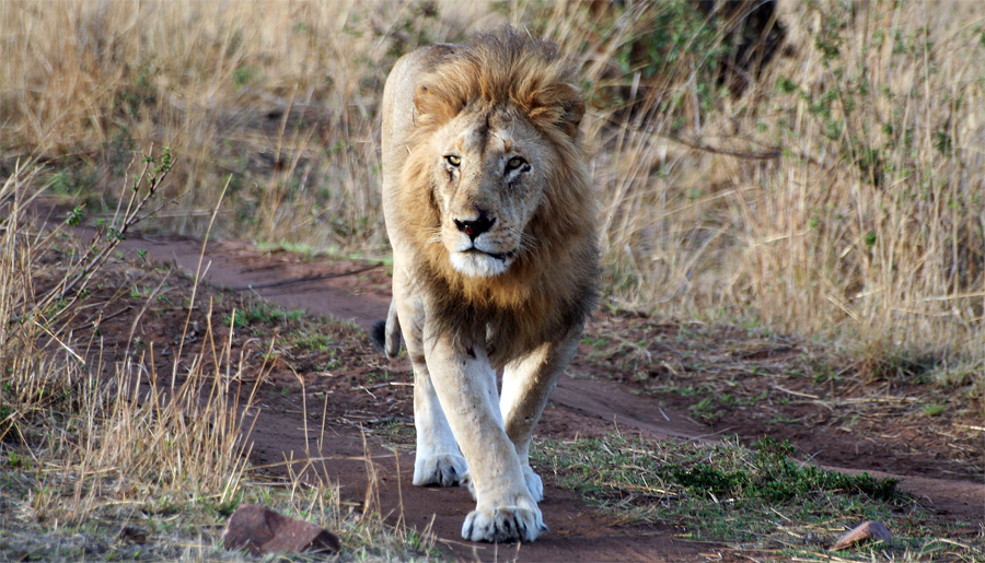 Masai Mara ~ King Of Mara