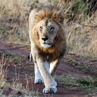 Masai Mara ~ King Of Mara