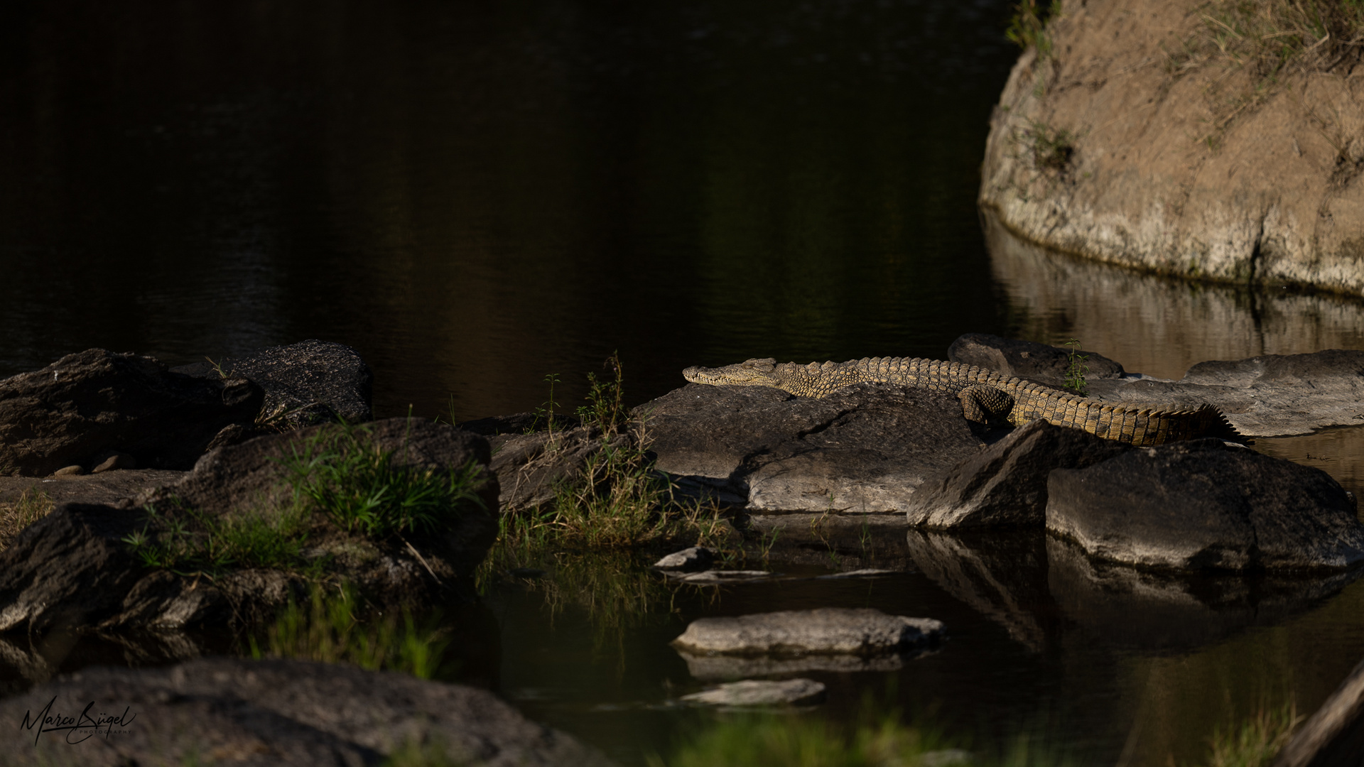 Masai Mara Krokodil