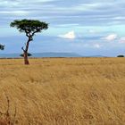 Masai Mara ~ Landscape #3