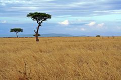 Masai Mara ~ Landscape #3