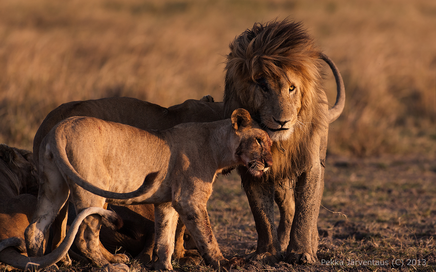 Masai mara lion