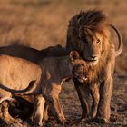 Masai mara lion