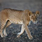 Masai Mara Lioness