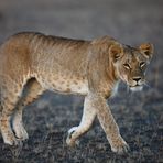 Masai Mara Lioness