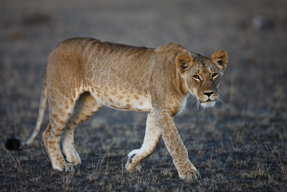 Masai Mara Lioness