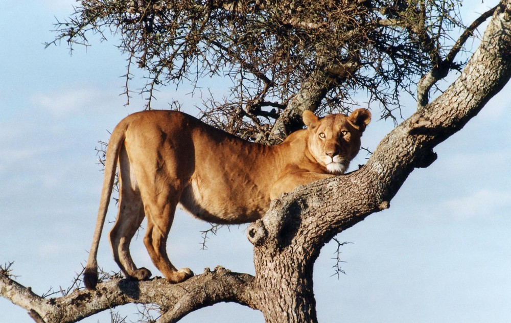 Masai Mara / Löwe auf einem Baum