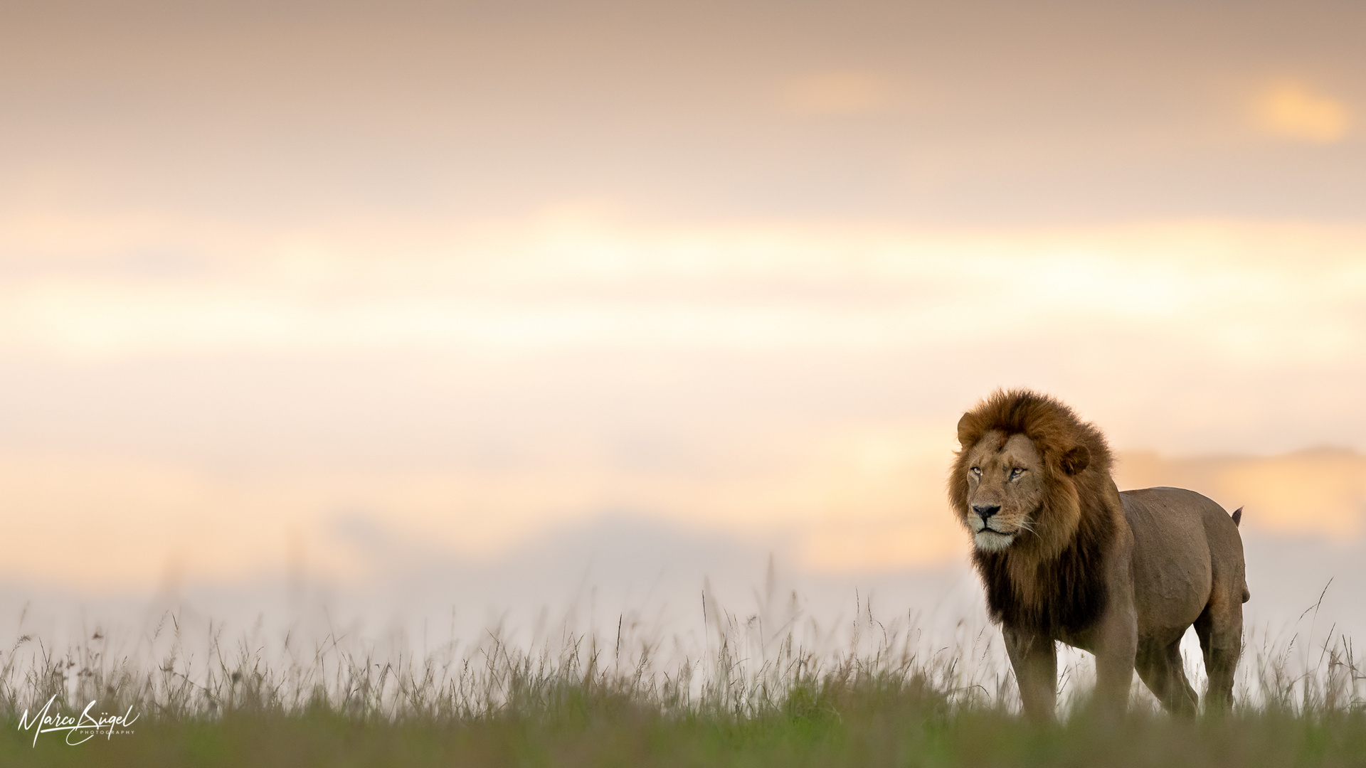 Masai Mara Löwenmännchen 