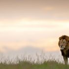 Masai Mara Löwenmännchen 