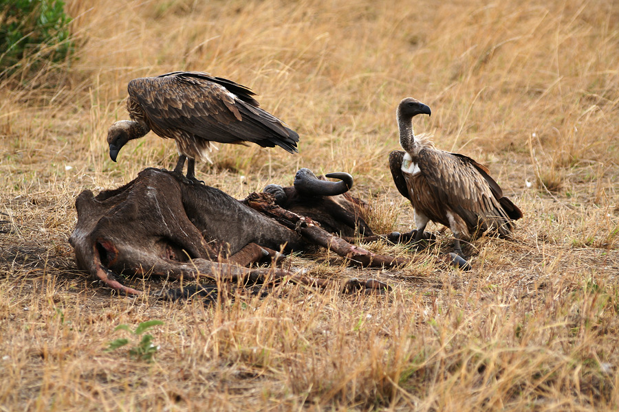 Masai Mara ~ Lunchtime