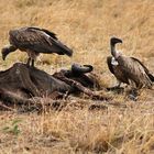 Masai Mara ~ Lunchtime