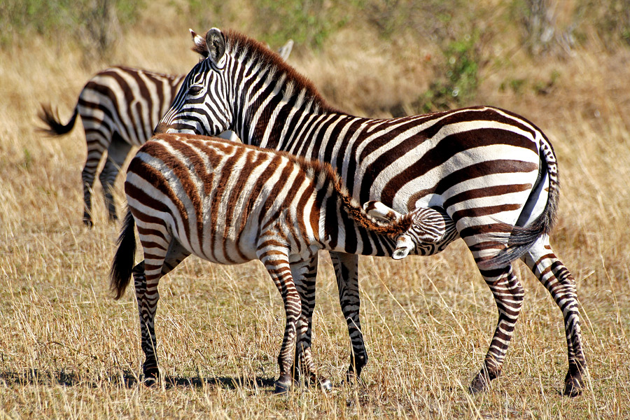 Masai Mara ~ Mama......!