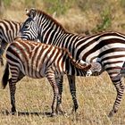 Masai Mara ~ Mama......!