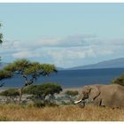 Masai Mara mit Elefanten