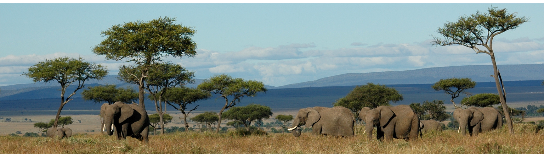 Masai Mara mit Elefanten