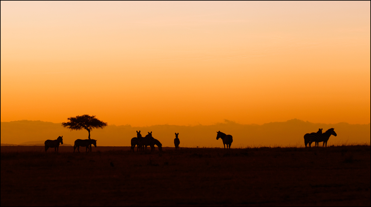 Masai Mara Morning