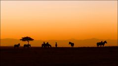 Masai Mara Morning