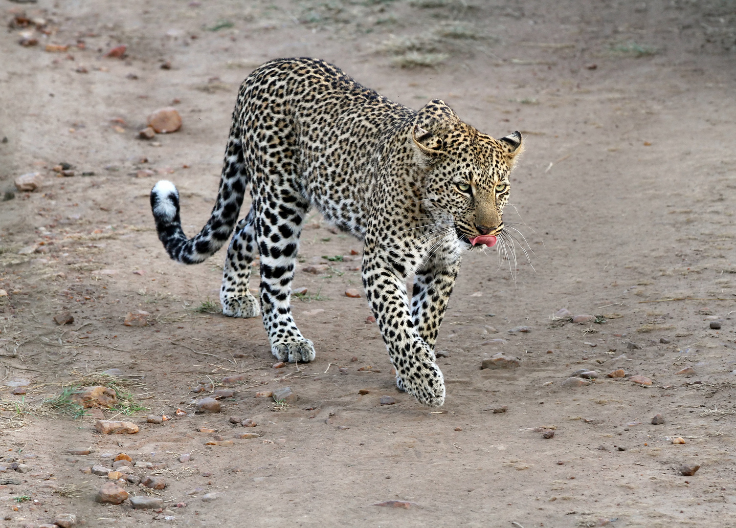 .....Masai-Mara-Nachlese 1.....