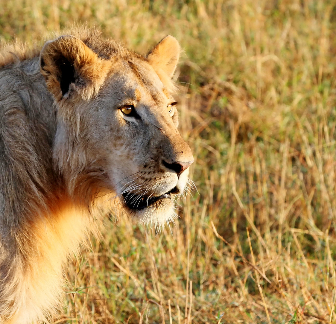 ....Masai-Mara-Nachlese...2....