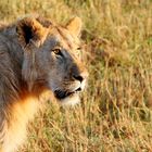 ....Masai-Mara-Nachlese...2....