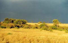 Masai Mara / Ruhe vor dem Sturm