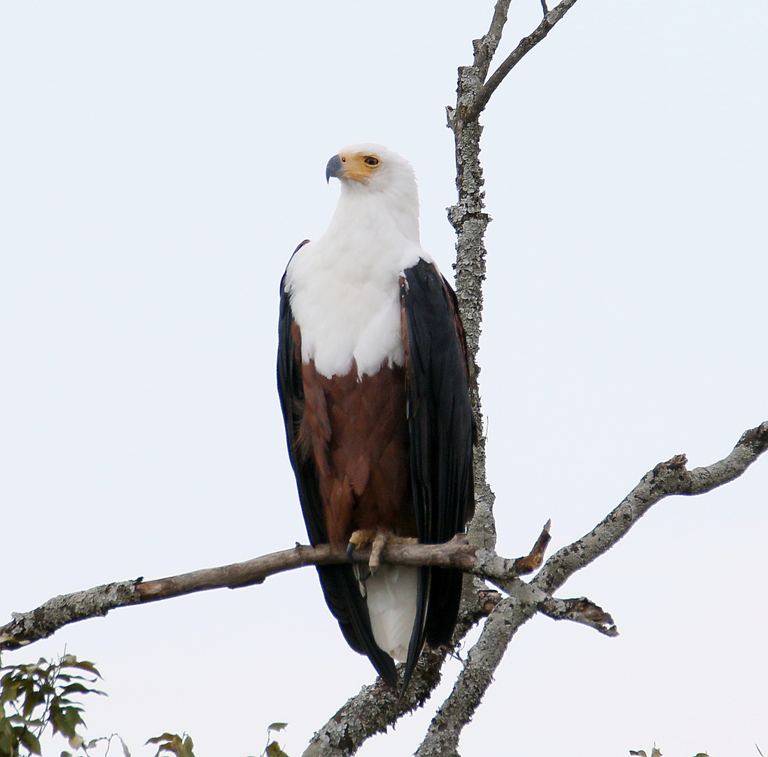 Masai Mara - Schreiseeadler 