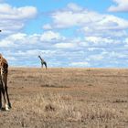 Masai Mara ~ *Schwips*